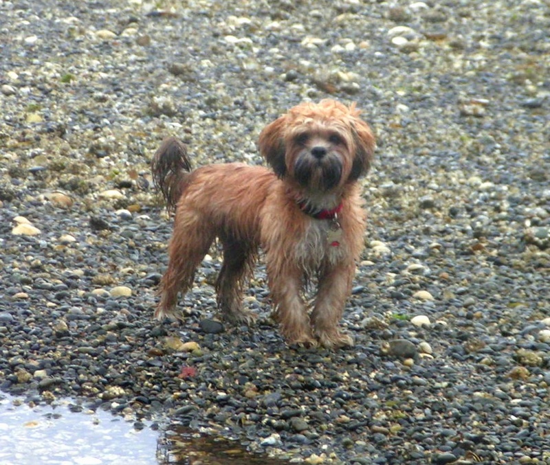 (Pat Anderson) Oscar Had the Best Time of His Short Puppy Life Running Around Like A  Crazy Dog on the Beach