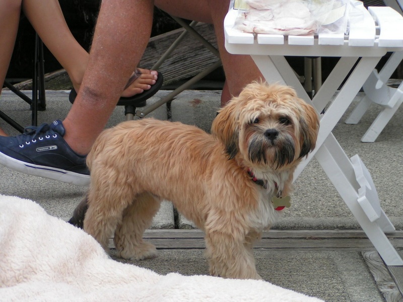 (Pat Anderson) Oscar