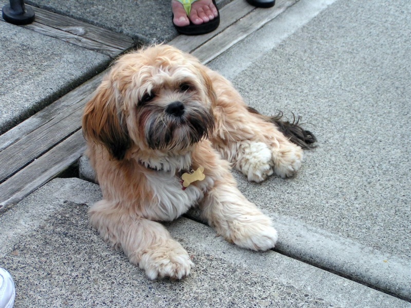 (Pat Anderson) Oscar