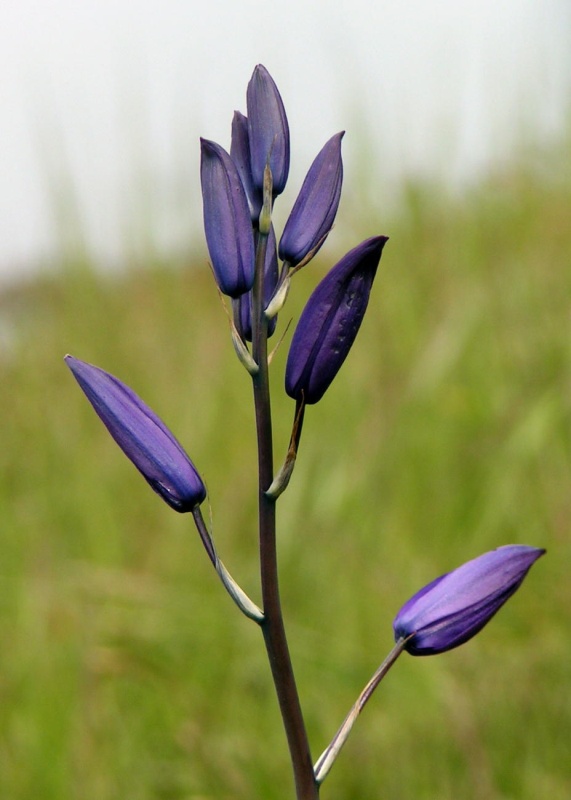 (Pat Anderson) - Still Life Study, Turn Point, Stuart Island