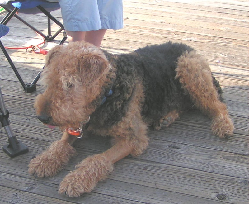 (Pat Anderson) - Winston (C-Puffin)