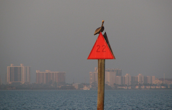 Pelican on a daymark, with SPI in the background