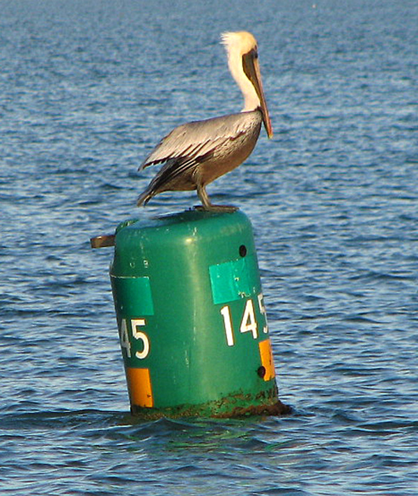 Pelican on the can