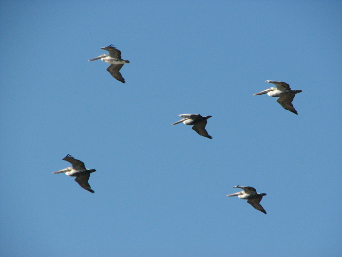 Pelicans in formation over the beach