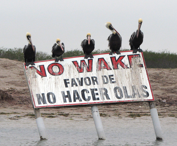 Pelicans on a No Wake sign
