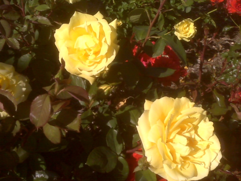 Petaluma Visitor Center flowers