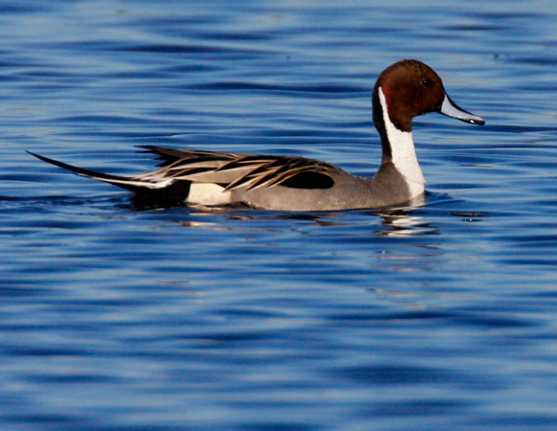 Pintail Perfection