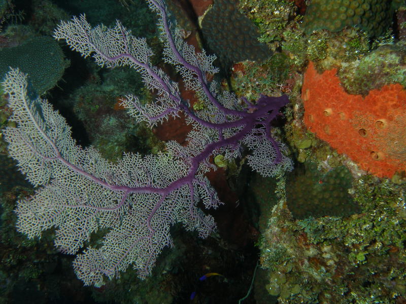 Purple fan coral