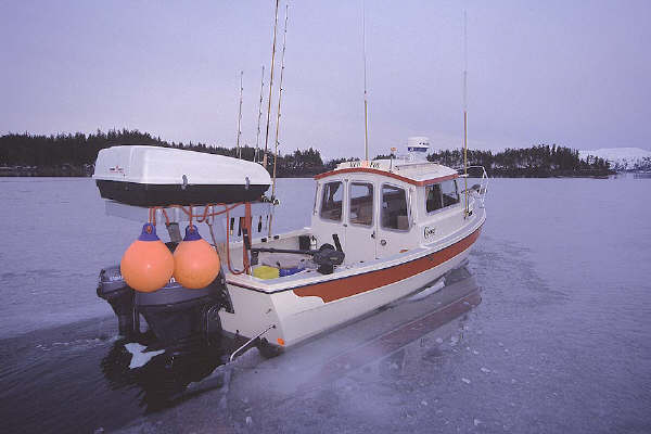 Red Fox breaking Ice