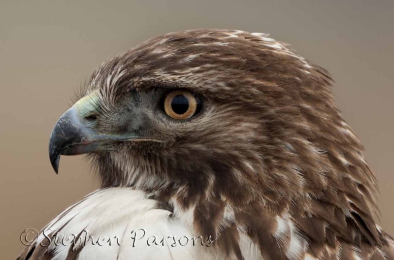 Redtail Portrait DSC6449