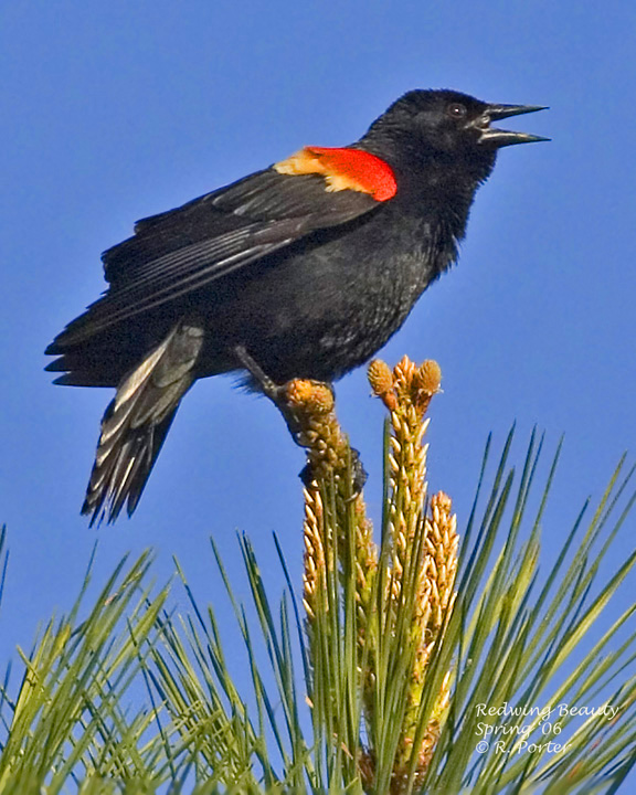 Redwing Blackbird near Guntersville Dam - one of my favorite sounds
