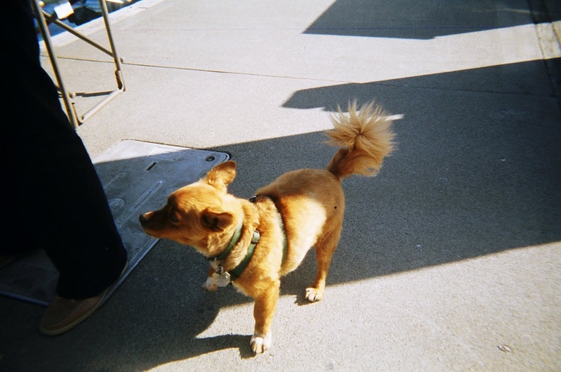 Rusty of (Dora Jean) wants to wear his new shirt.