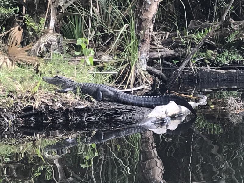 Salt Springs Alligator
