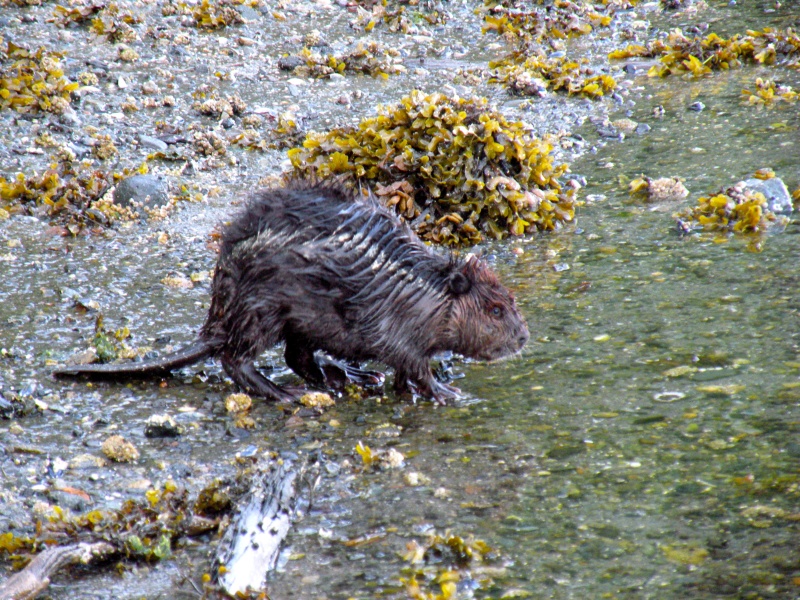 Salt water beaver !!!