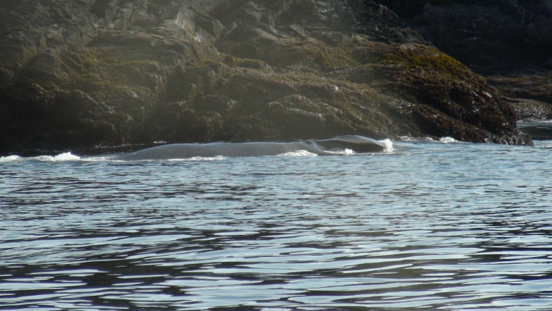 same whale by the rocks