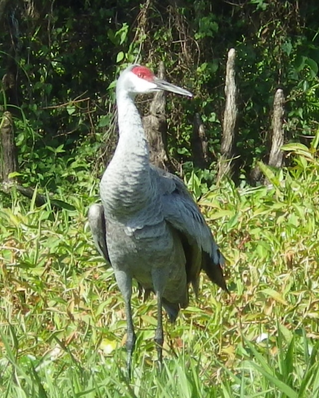 Sandhill Crane