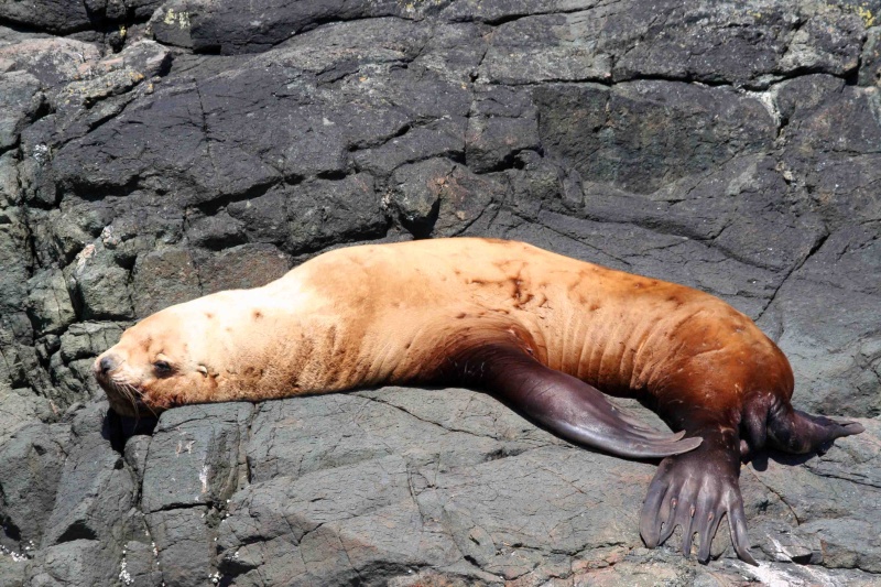 Sea Lion Broughtons
