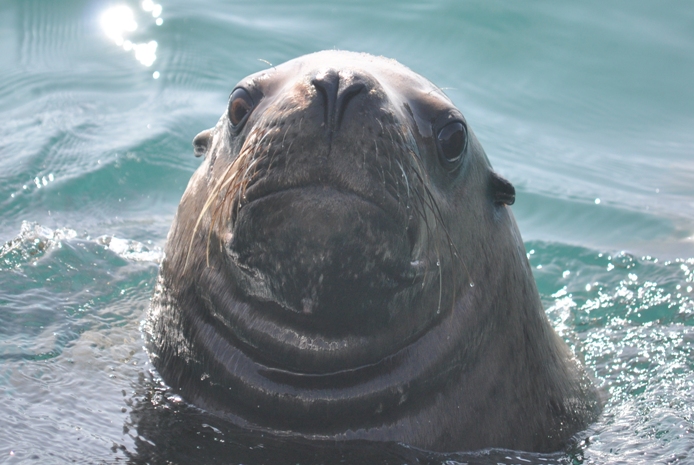 Sea Lion, Inian Islands
