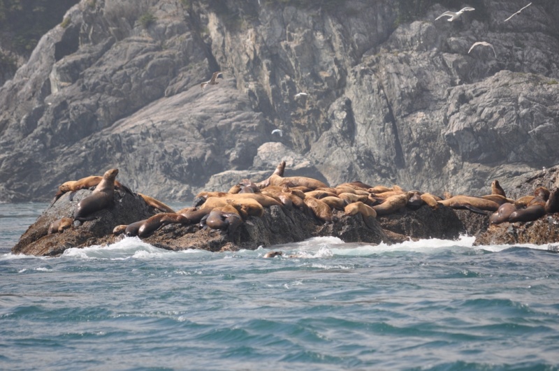 Sea Lions, Inian Islands