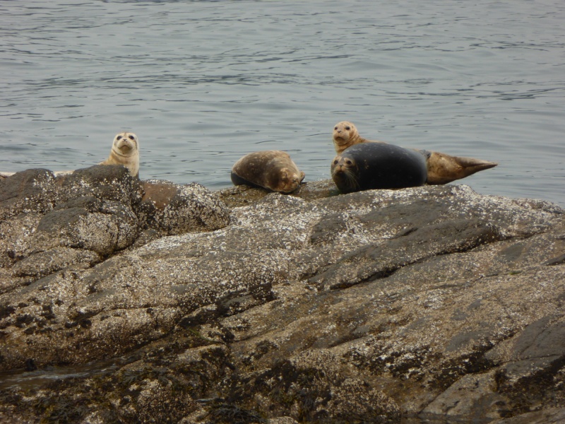 Seals enjoying what they could of the morning sun hidden by fire smoke.