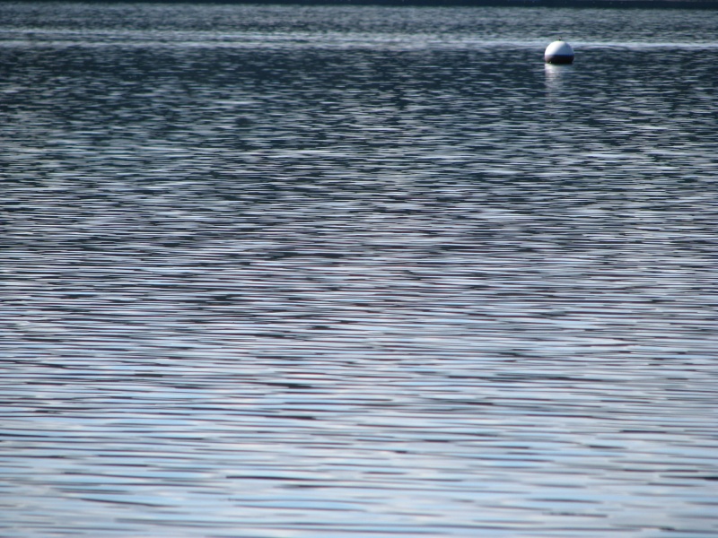 Shades, Sheen and Shapes on Sequim Bay