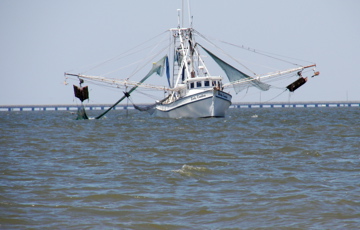 Shrimp Boat- Appalachee Bay