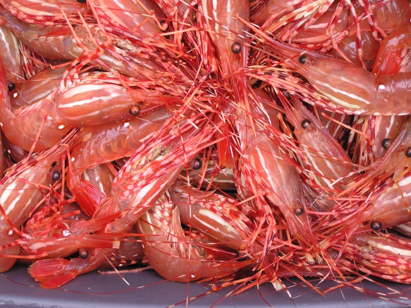 Shrimp