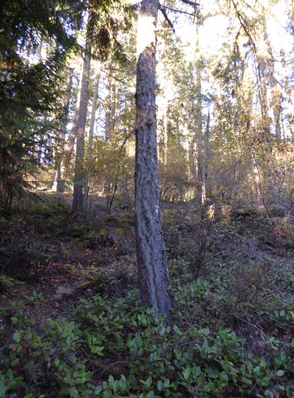 Site of Salish temporary camp behind the sign
