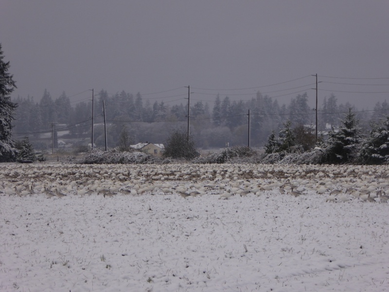 Snow geese in the snow, on the drive home in Burlington