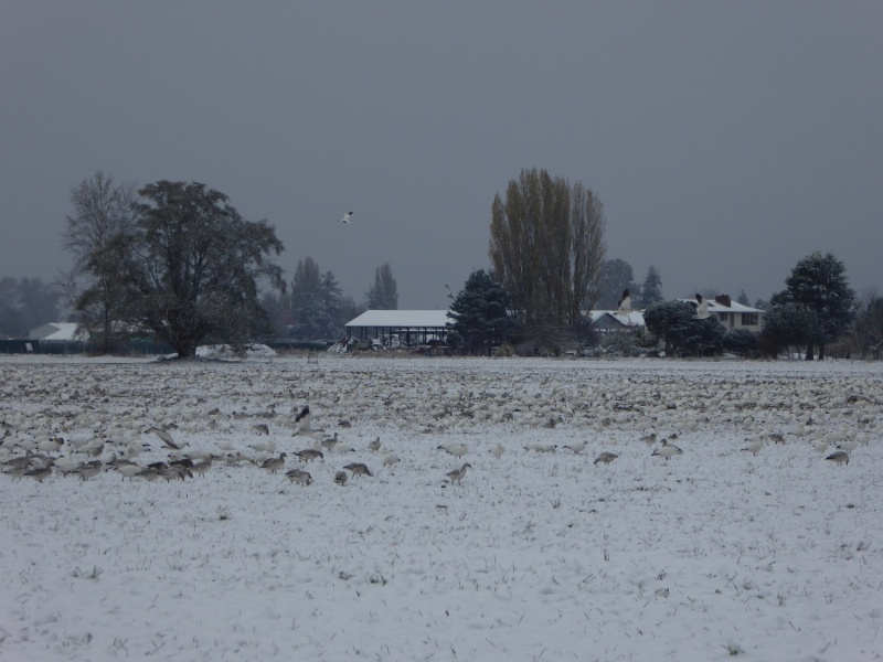 Snow geese in the snow, on the drive home in Burlington