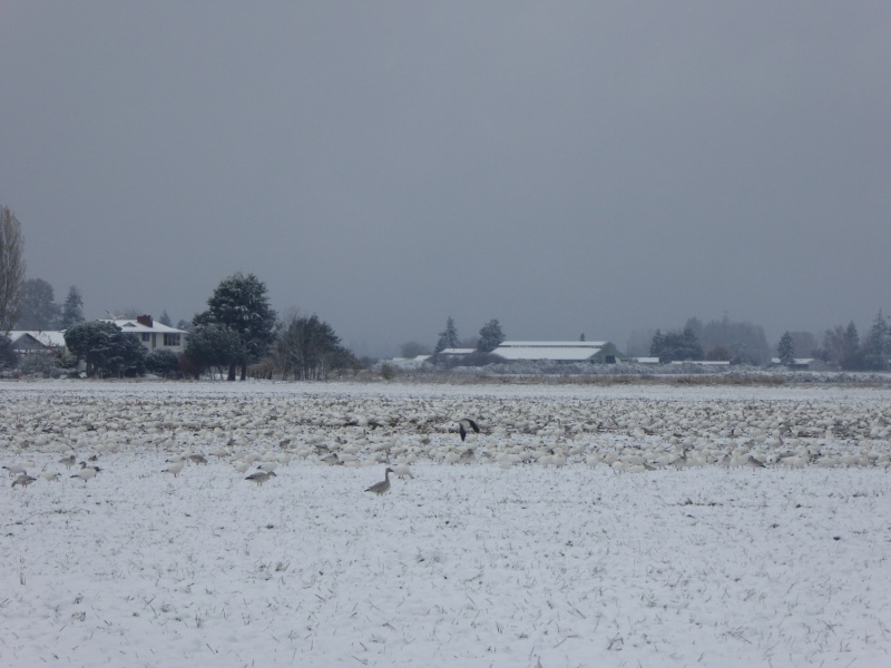 Snow geese in the snow, on the drive home in Burlington