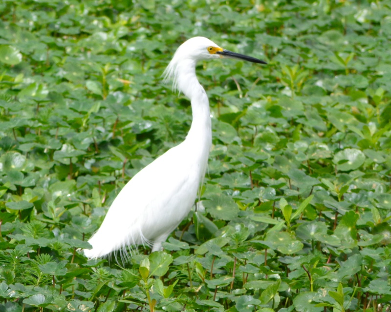 Snowy Egret.