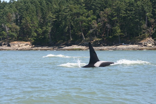 spring gulf islands 2009 185