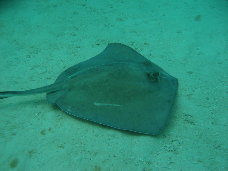 sting rays