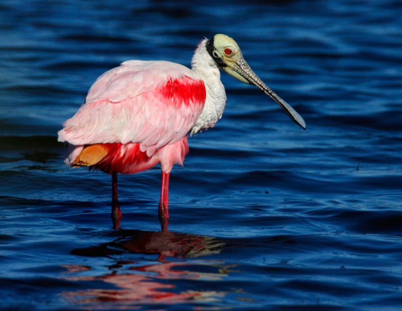 Striking Roseated Spoonbill