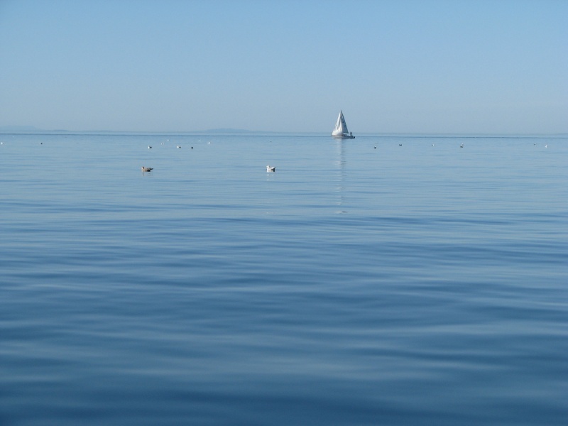 Sure a good thing the tide is headed homeward too, or he wouldn't be making much progress.  Beautiful Blue.