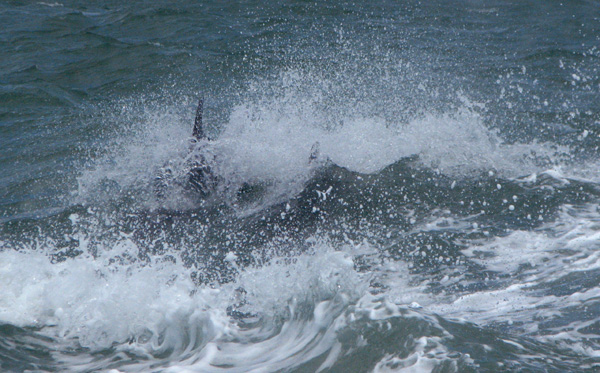 surfing in our wake