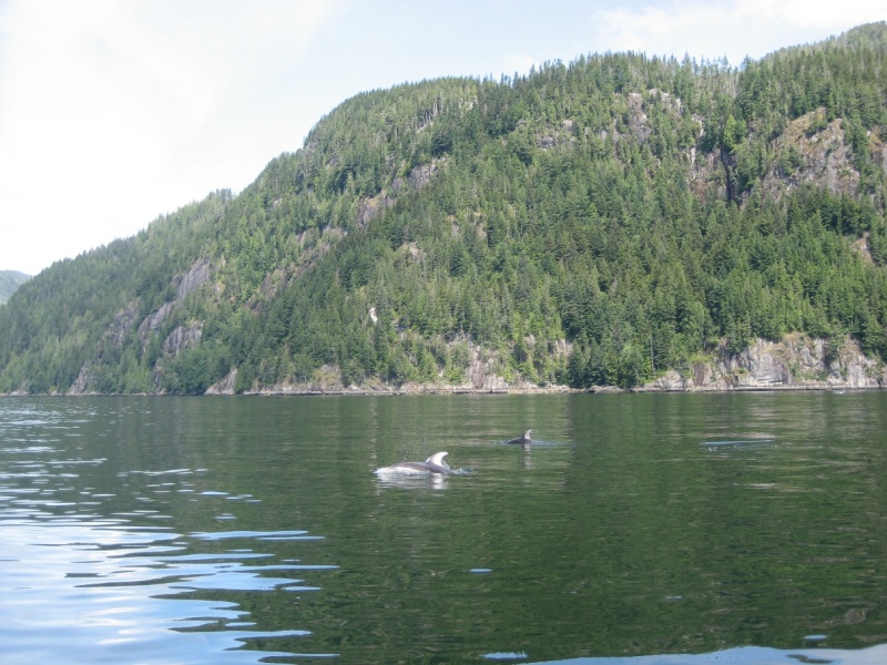 Sutlej Channel White Sided Dolphin