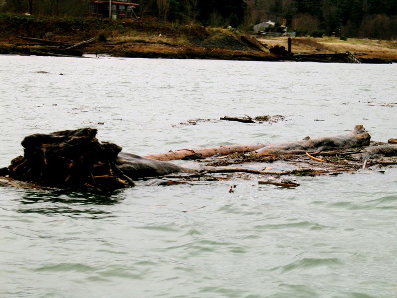 Swinomish Log Dodge
