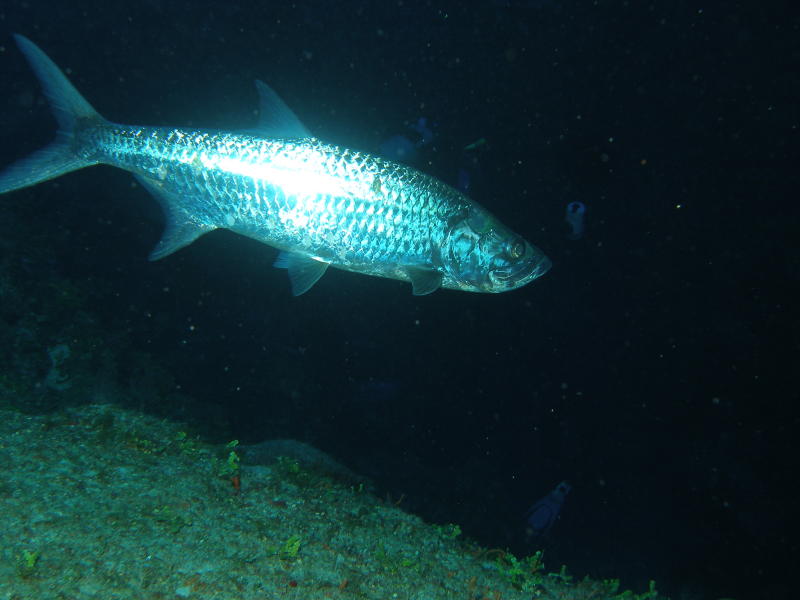 Tarpon