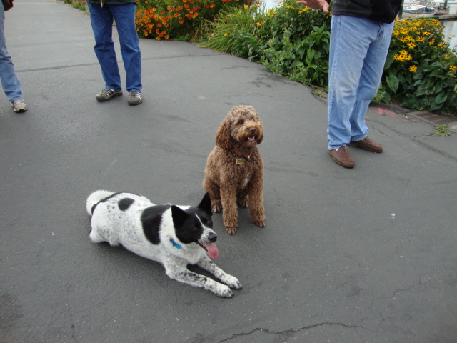 Teddi & Shadow 
We'll be good, we promise!