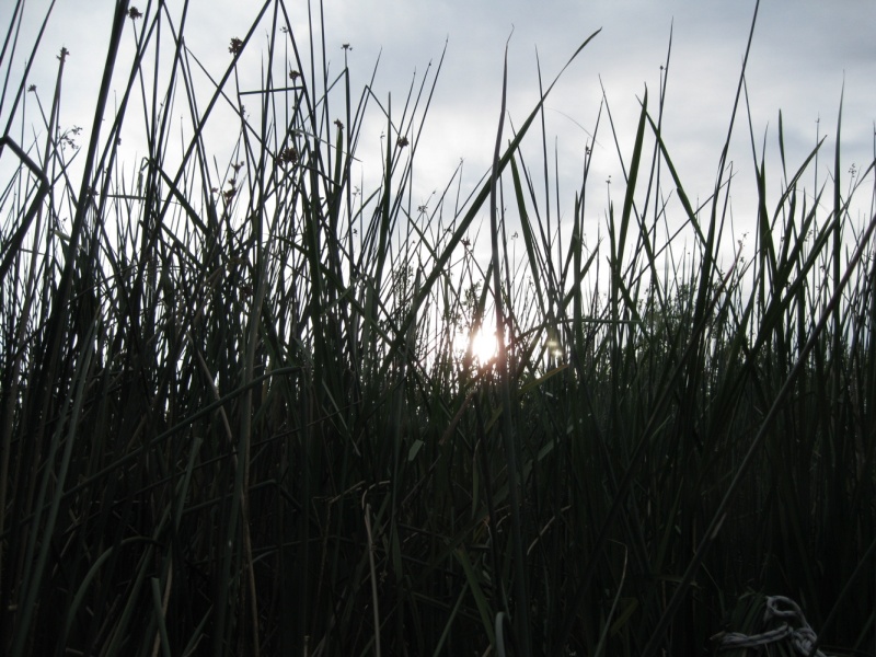 The evening sun through the tules.