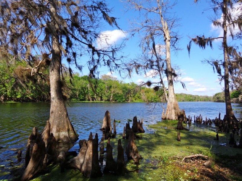 The Hontoon Dead River as viewed from the hiking trail.