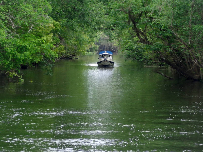 The Oklawaha Queen under the beautiful canopy of the cut that joins the St. John's River and the Hontoon Dead River.