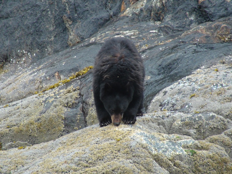 The only black bear we\'ve seen on the entire trip eating in the tidal zone on Tracy Arm