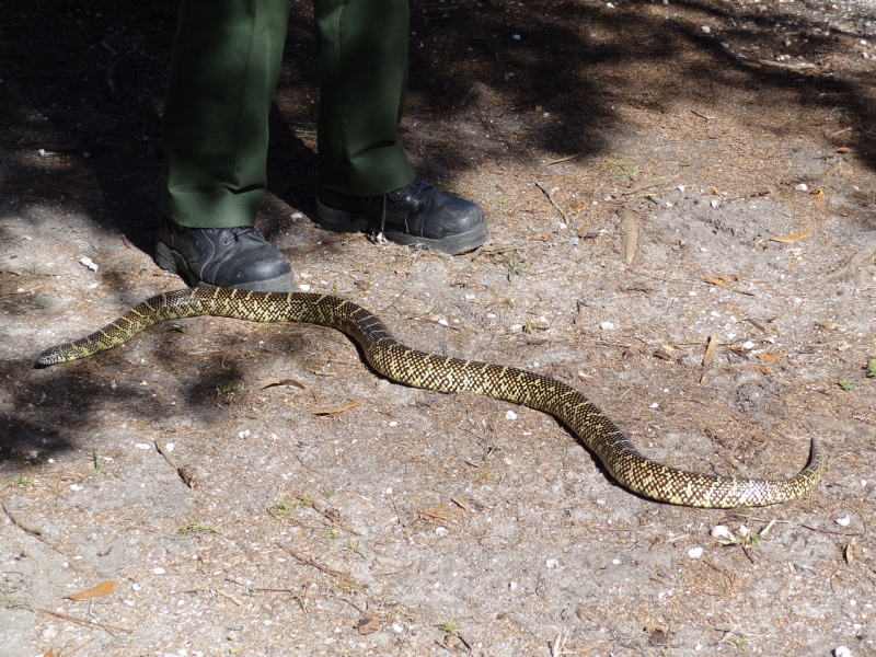 The photo beside the boots show just how BIG this snake was!