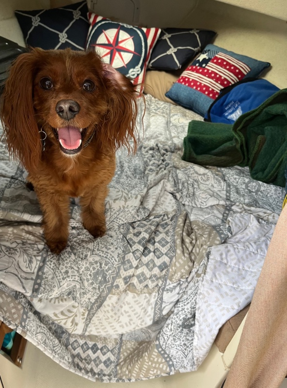 The pup Loves the new boat!