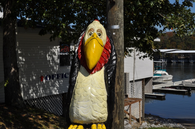 The Ubiquitous Bird