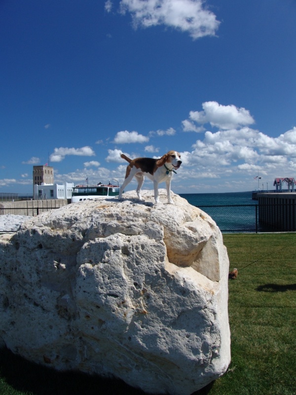 This dog likes to climb.