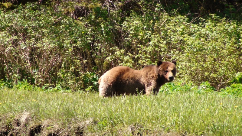 This large scar faced bear was directly across the river while I was taking the photos of the other darker bear